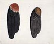 Wings of a male and female Epaulette bird août 1, 1806
