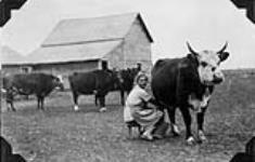 Mrs. Hans Penner, an immigrant from Germany, milking a cow mai 1928