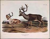 Caribou or American Reindeer 1847.