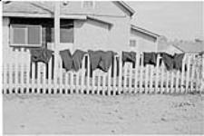 Clothing hanging on fence outside Hutterite home, Stand Off, Alta [1971]