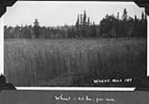 Wheat mile 187 1900-1910.