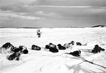 Inuit stalking seal n.d.