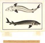 A Sturgeon from the Red River 1821