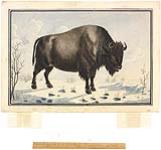 A cow buffalo of the Red River, drawn from nature ca. 1822