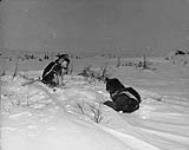 [Two husky from an Inuit dog sled team] Original title: Part of an Eskimo dog team 13 December 1950.