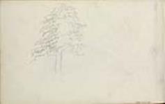 Sketch of a tree 1855-1857