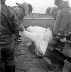 [Men holding a dead polar bear, Leach Bay, Nunavut] 1960