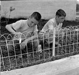 Garçons peinturant une clôture près de l'école Willowvale, Flin Flon, Manitoba June, 1956.