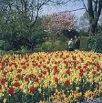 A man and woman standing behind field of yellow flowers and tulips in Beacon Hill Park. Victoria, British Columbia.  1961