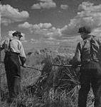 Saskatoon et blé, hommes empilant le blé en boisseaux [between 1939-1951].