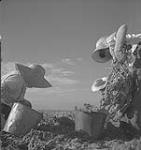 Vancouver. Travailleurs non identifiés récoltant des pommes de terre [between 1939-1951].