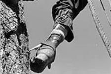 The spikes on a tree rigger's shoes 1953