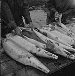 A sturgeon being cleaned 1952