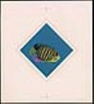 Pygoplites diacanthus (Angelfish) [graphic material] [1963].