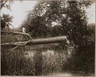 [John Jamieson Jr. using a felled tree as a footbridge] 1914