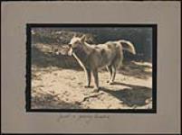 Huskie dog [ca. 1930].