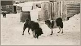 [Two sled dogs at feeding time] [between 1921-1922]