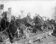 Canadian Artillery horses being watered. November, 1916. Nov., 1916.