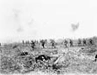 Pendant la bataille de la crête de Vimy, le 29e Battallon d'infanterie avance sur le "no man's land" malgré le barbelé allemand et le feu nourri des tieurs avril 1917