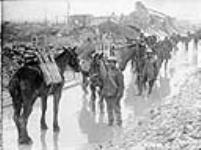 Pack horses transporting ammunition to the 20th Battery, Canadian Field Artillery. Apr. 1917