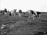 N.W. Williams' Cattle  n.d.