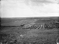 General view of Experimental Farm [Brandon, Manitoba]. ca. 1901