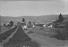 Experimental Station for Smelter fumes at Experimental Farm, Summerland, B.C. Sept. 1935