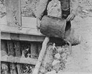 Prospector, E. Giddings, emptying bucket, 1 mile North West of Barkerville, B.C 1938