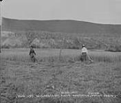 McKinneys oat field. Aug. 1901