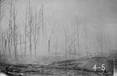 View of bushland after burning [for land clearance.] 1919 1919