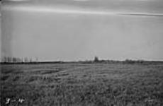 Reclaimed muskeg now cattle range, Alta. 65-21-4 [East of Colinton] 1921