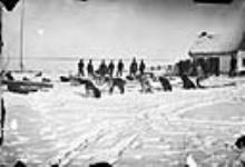 [Exploratory Survey between Great Slave Lake and Hudson Bay, Districts of Mackenzie & Keetwatin.] Dogs at Lac la Biche, Alta