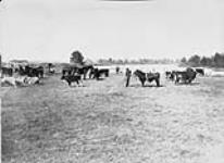 Prize cattle at Edmonton [Alta]. ca. 1905
