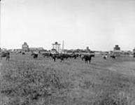 The town Herd at Rosthern, [Sask.]. ca. 1910