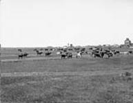 The town Herd, Rosthern, [Sask.]. ca. 1910