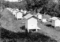 La Trappe Monastery Farm, [Oka, P.Q.] Bee Hives. 1905-1909