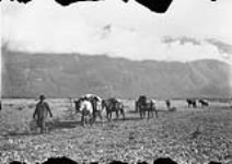 Packing up Dalton trail. River bottom, Yukon, 1900