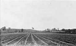 Celery - North of Thedford, Ont. 1923 - 1924