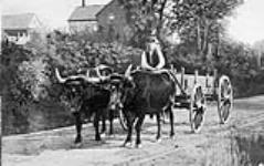 Local Oxpress. ca. 1909