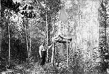 Indian Grave, Shebandowan Lake, Ont 1891