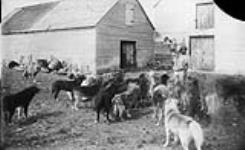 [Dogs at York Factory [Man.]. Original Title: Eskimos dogs at York Factory [Man.]. [ca. 1869]