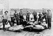 Tuna fishing. c.a. 1928