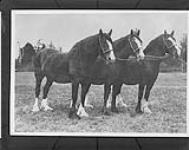 Draft mares, Agassiz B.C. 1928