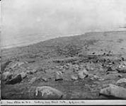 [Herd of seals, Pribiloff Islands.] [c.a. 1892]