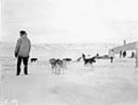 (Hudson Strait Expedition). Huskies at Base 'C' Wakeham Bay, Quebec [Nunavut], 1927 1927.