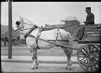 Dapple grey horse - Dominion Express Company Wagon. ca. 1914