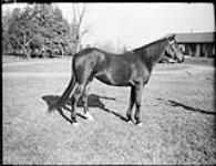 Ruth kitchen's brown mare "Deneba". 19 Nov. 1956