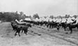 Horse line, 7th Battery, Royal Canadian Horse Artillery. 1915