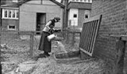 Edna [Boyd] watering the garden in a hot frame, 3 April, 1917. April 3, 1917.