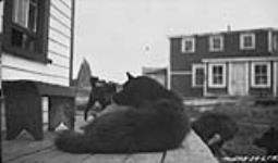 Labrador sleigh dogs. 2 October 1924.